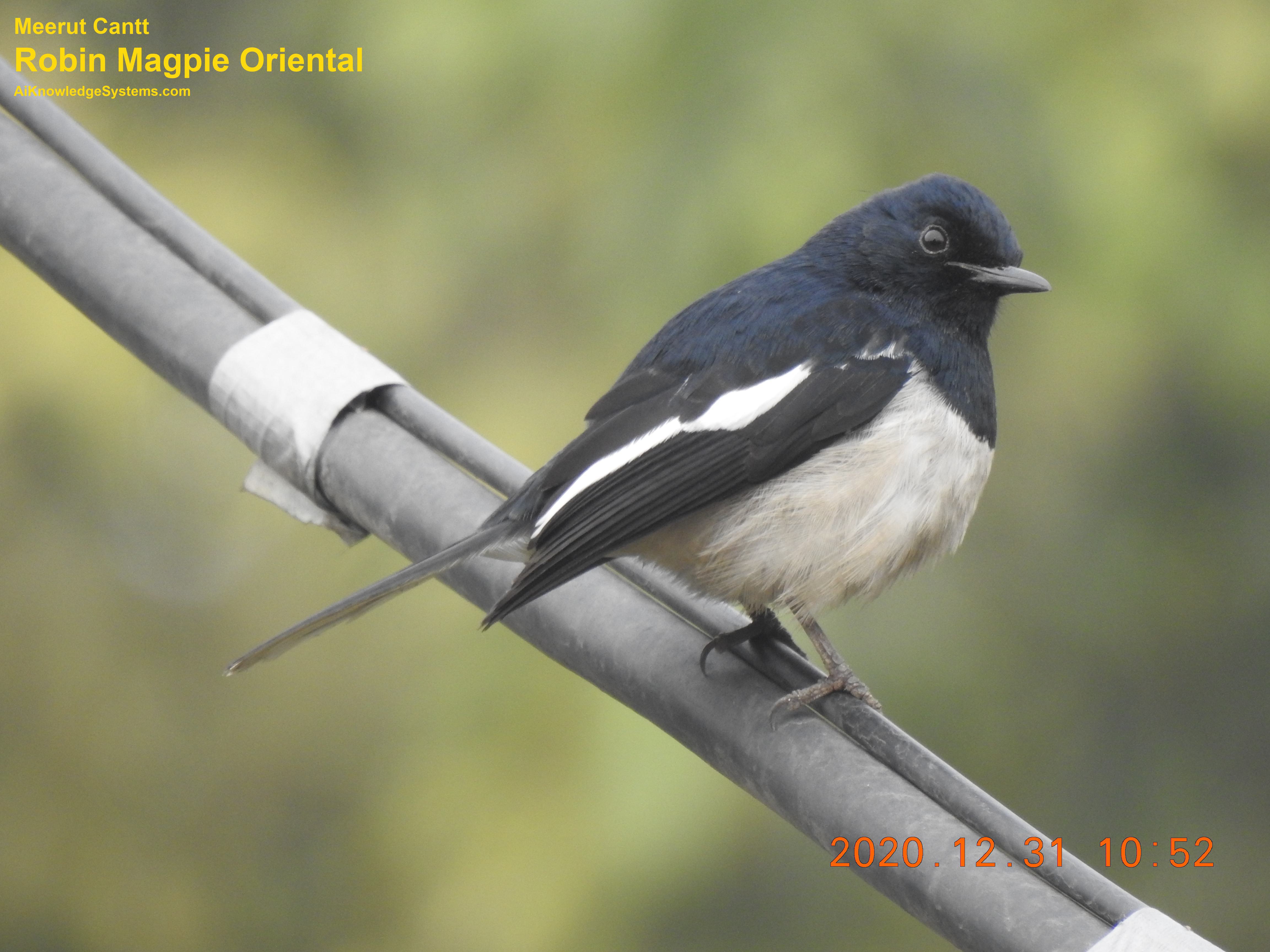 Magpie Robin (88) Coming Soon